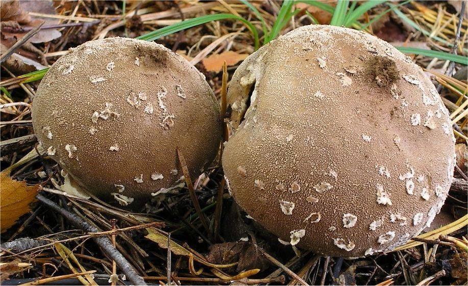 Flaky puffball