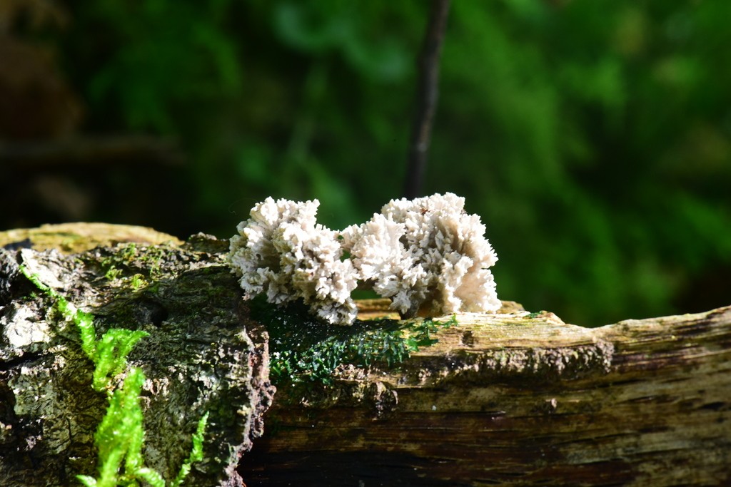 Xylaria cubensis