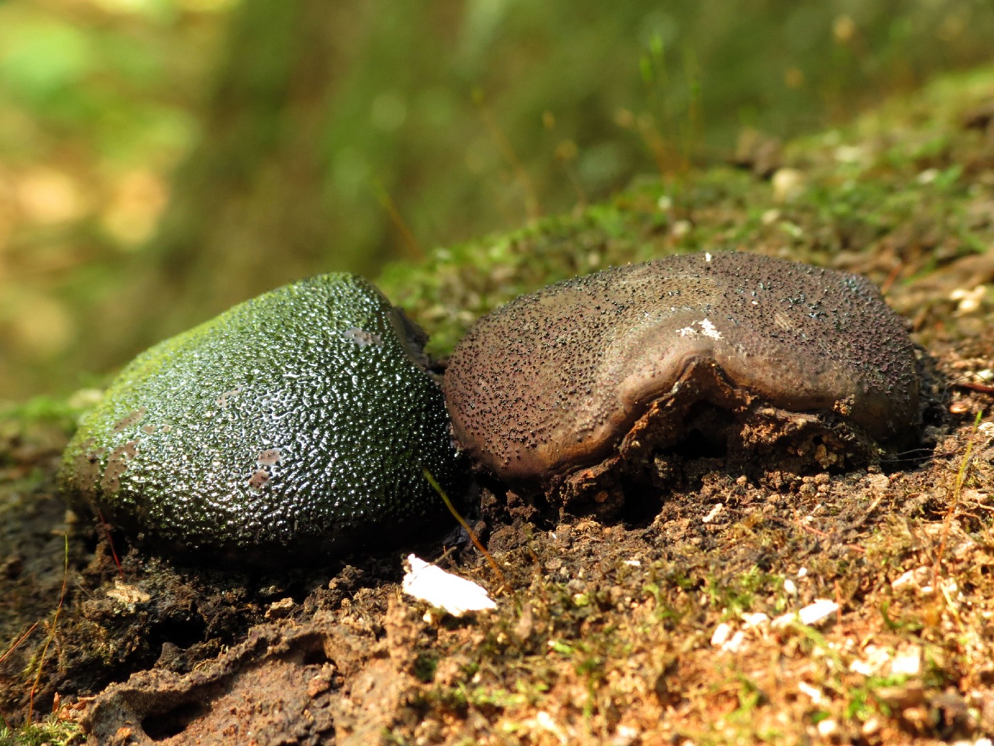 Kugelschwämme (Camarops)