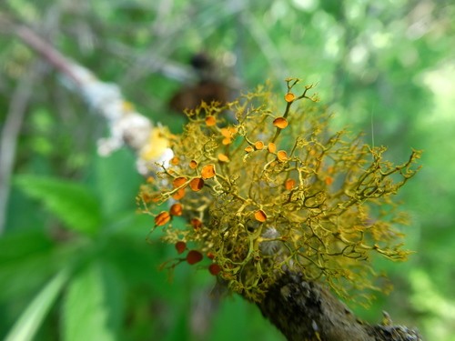 Slender orange-bush (Teloschistes exilis)