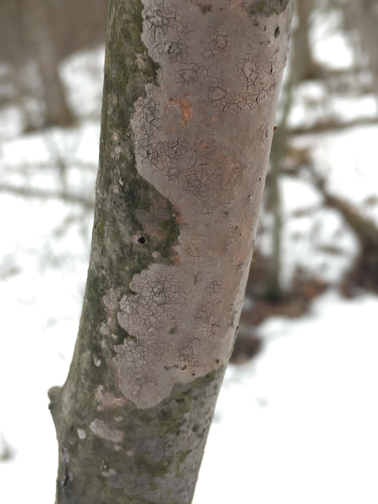 Aschgrauer borstenrindenpilz (Peniophora cinerea)