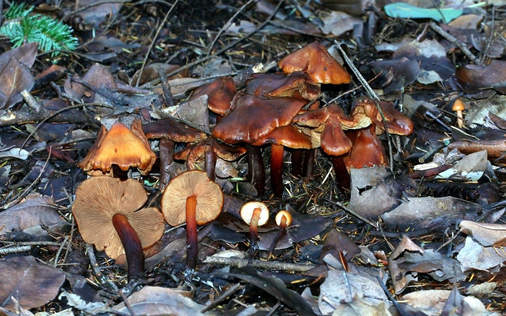 Phaeocollybia (Phaeocollybia)