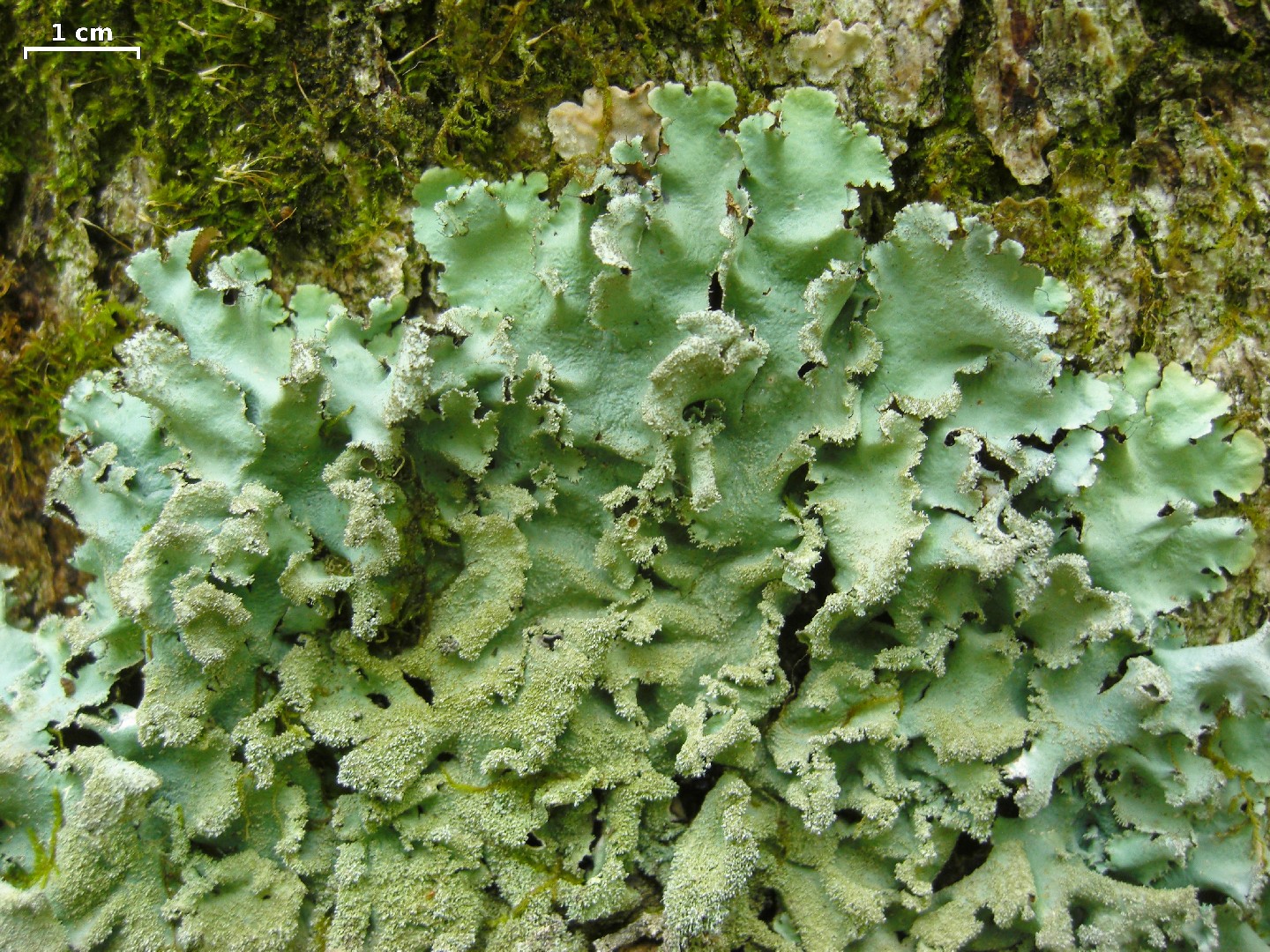 Parmotrema lichen (Parmotrema crinitum)