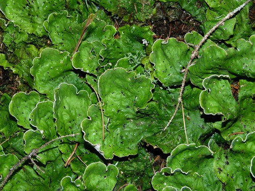 Green dog lichen (Peltigera aphthosa)