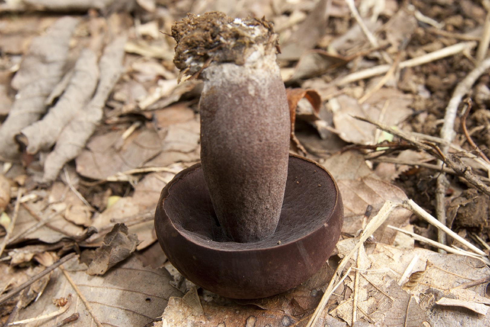 phalaenopsis cornucervi クロテングガイ 特大 Chicoreus cornucervi