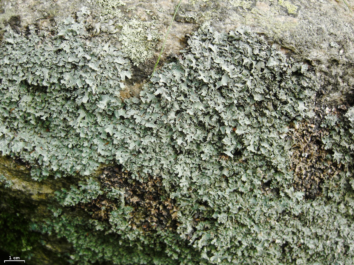 Smoky shield lichen (Parmelia omphalodes)
