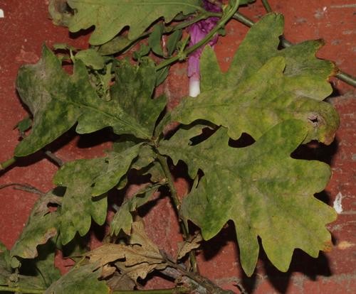 Oak powdery mildew
