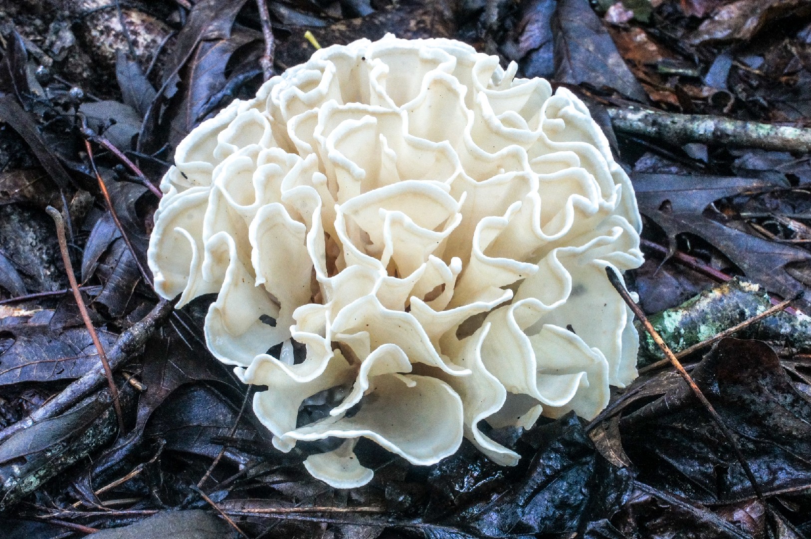 Eastern cauliflower mushroom (Sparassis spathulata)