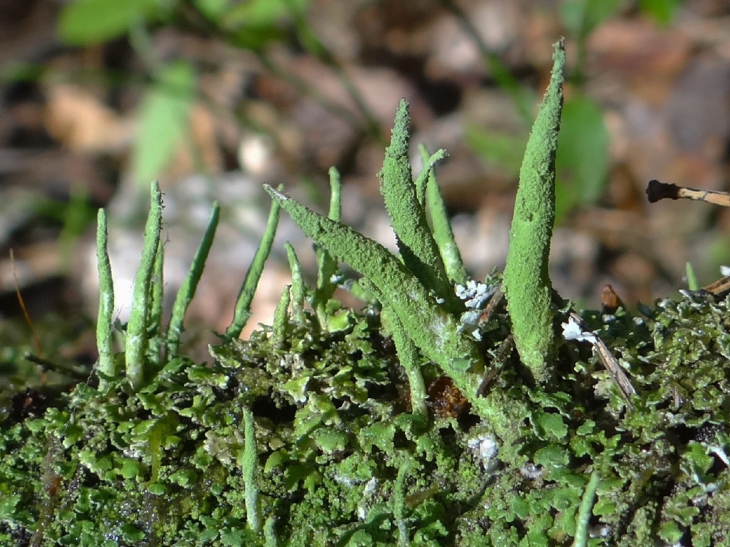Common powderhorn (Cladonia coniocraea)