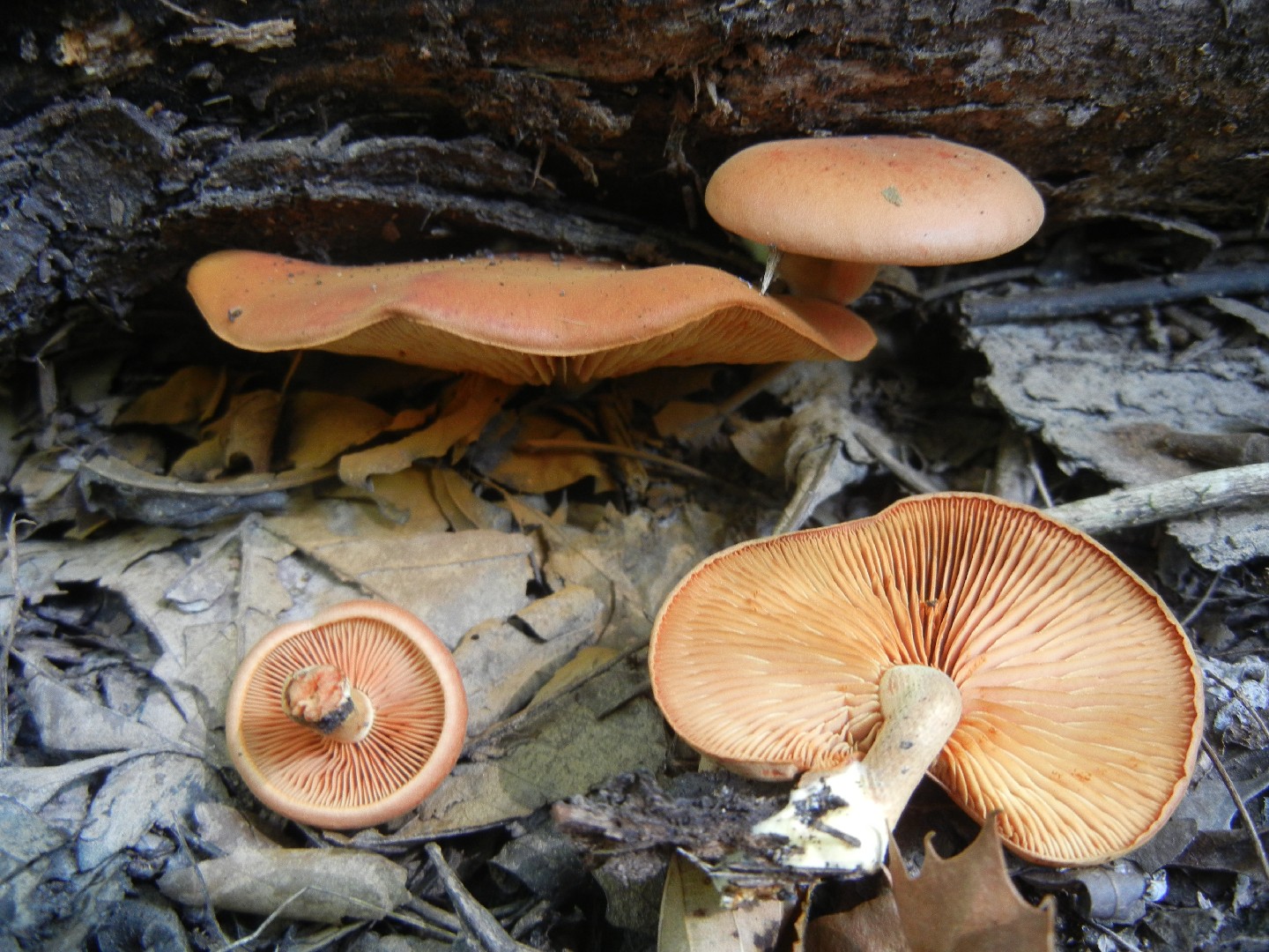チャツムタケ (Gymnopilus liquiritiae) - Picture Mushroom