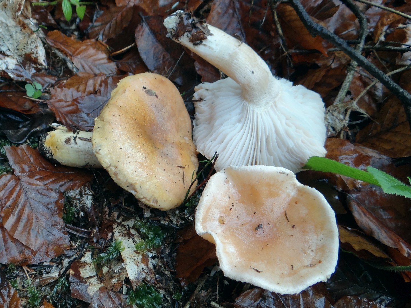 Hygrophore des bois