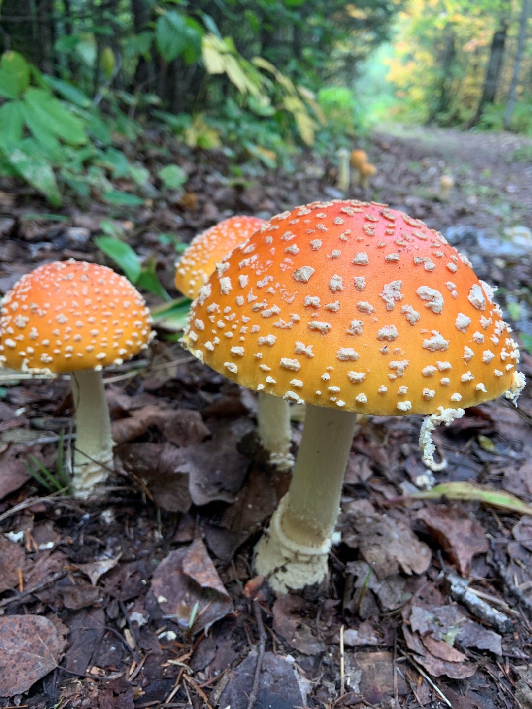 Peach Colored Fly Agaric