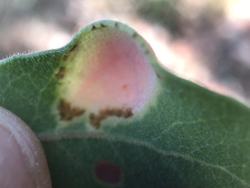Azalea leaf fungus