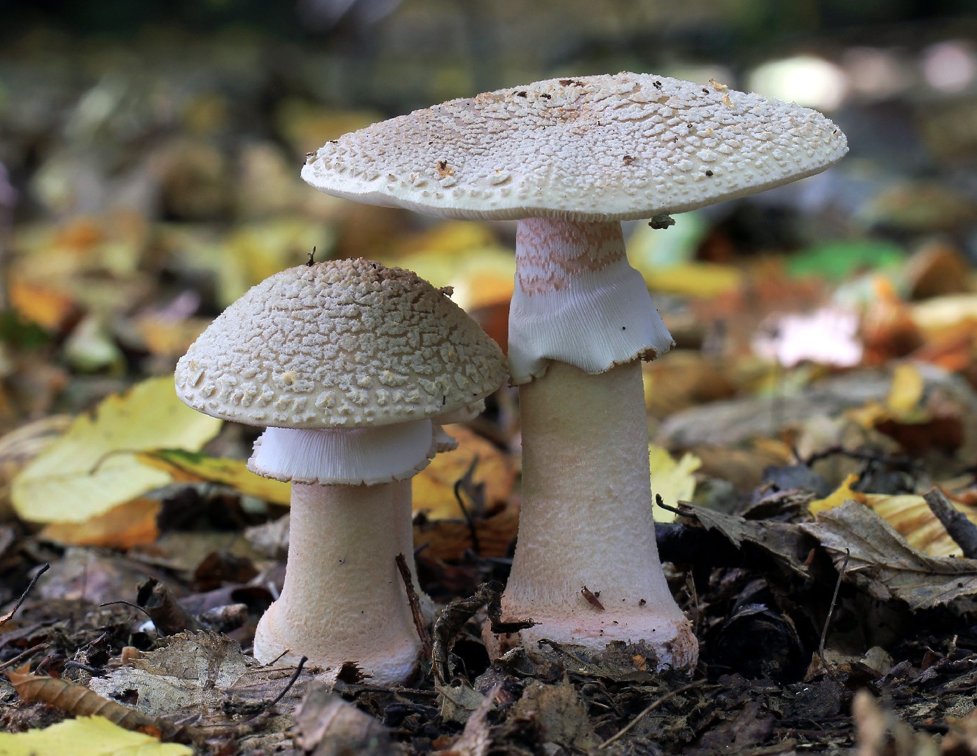 ガンタケ（雁茸） (Amanita rubescens)