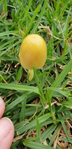 Bolbicio amarillo yema (Bolbitius titubans)