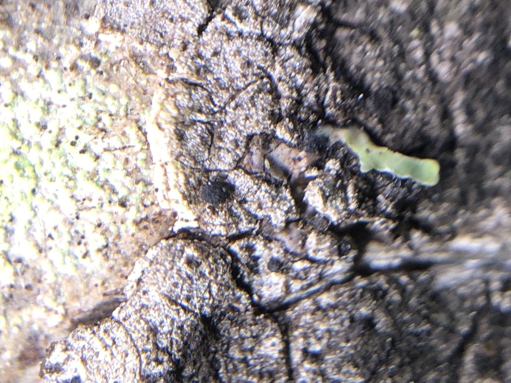 Sarea lichen (Sarea difformis)