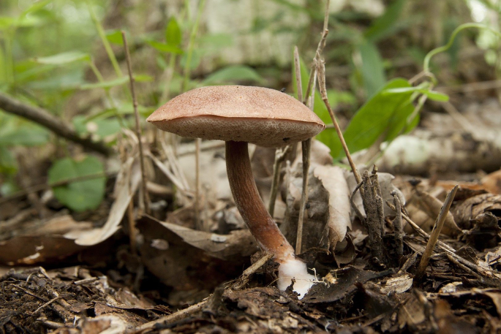 ヤシャイグチ属 (Austroboletus)