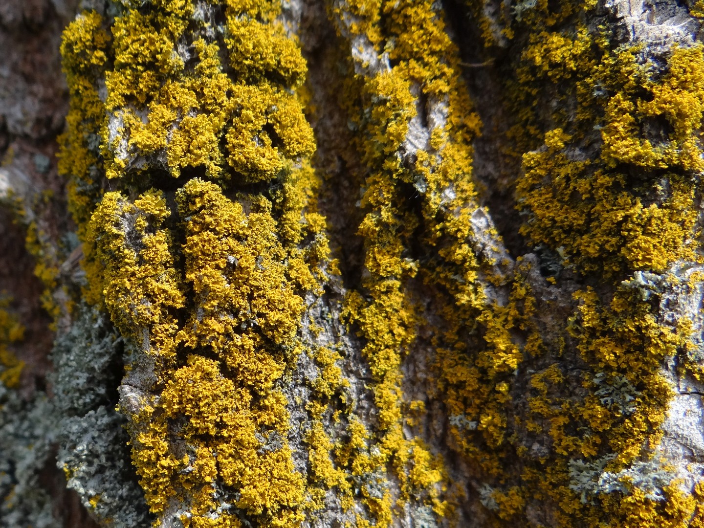 Candleflame lichen (Candelaria concolor)