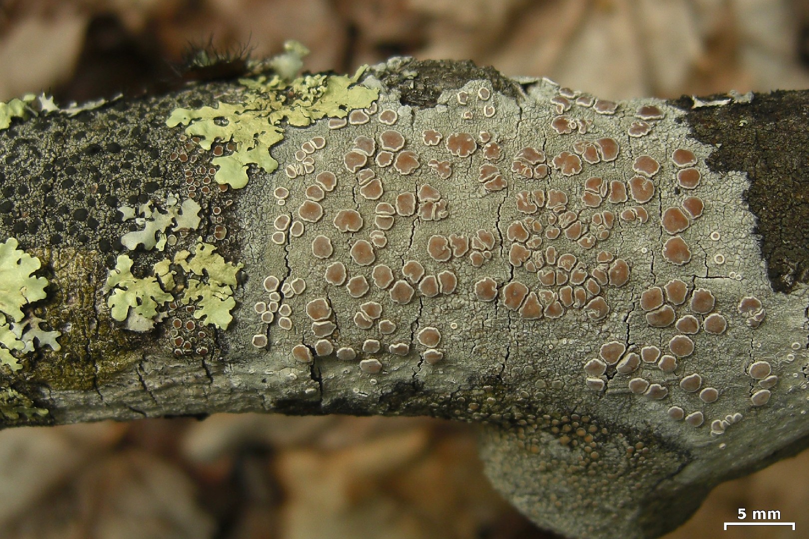 Frosted rim-lichen (Lecanora caesiorubella)