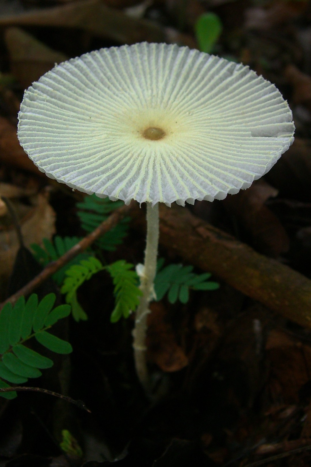 Leucocoprinus fragilissimus (Leucocoprinus fragilissimus)