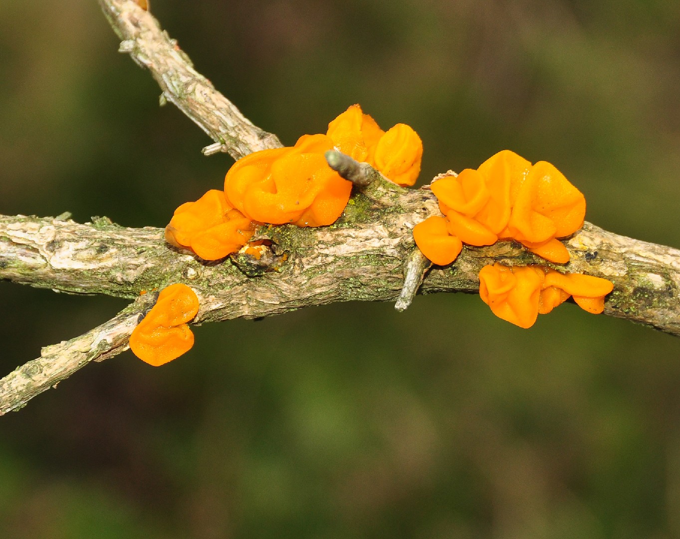 Дрожалка оранжевая (Tremella mesenterica)