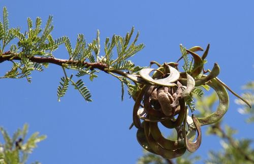 Vachellia karroo gall fungus