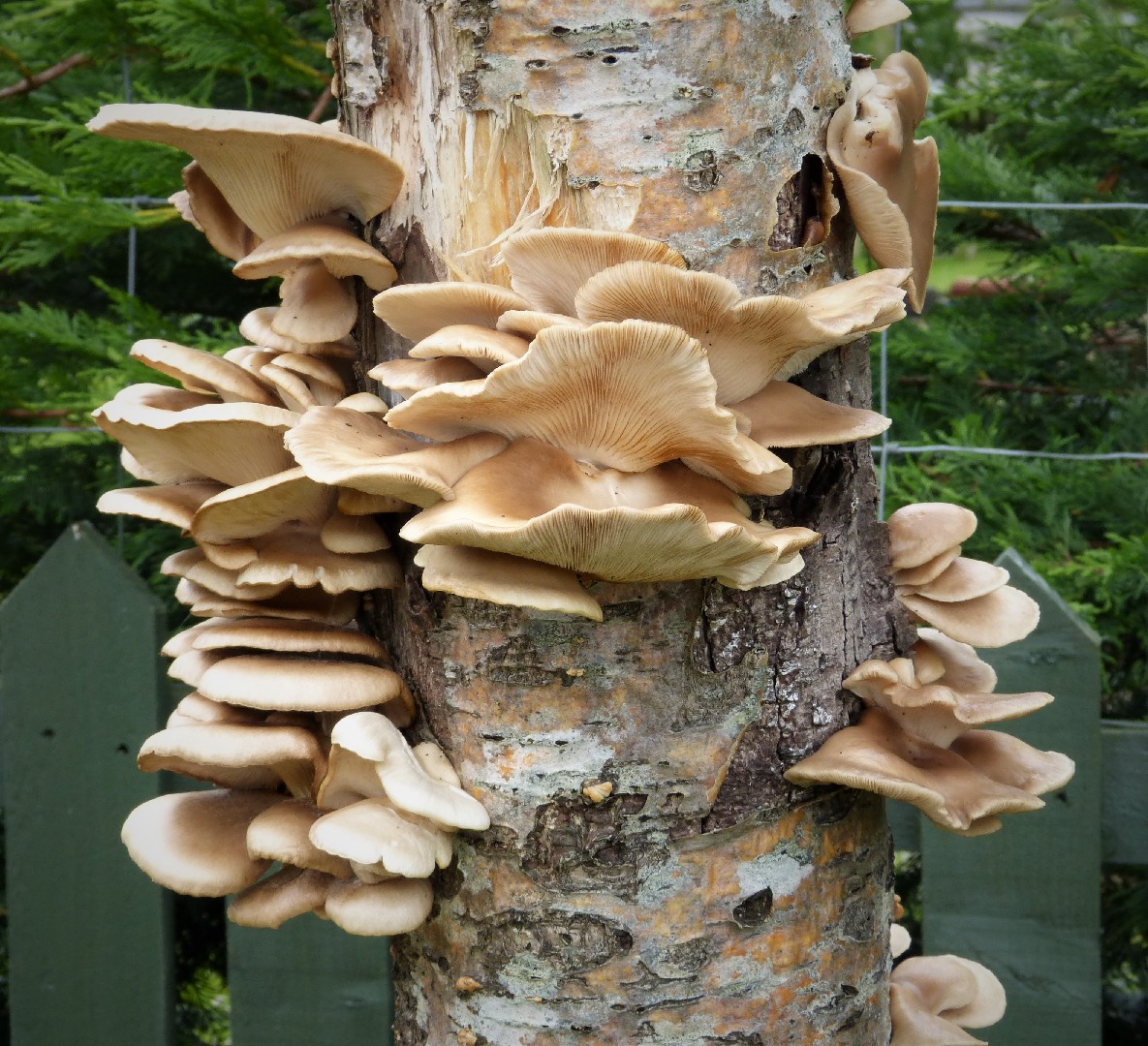 Pleurote corne d'abondance