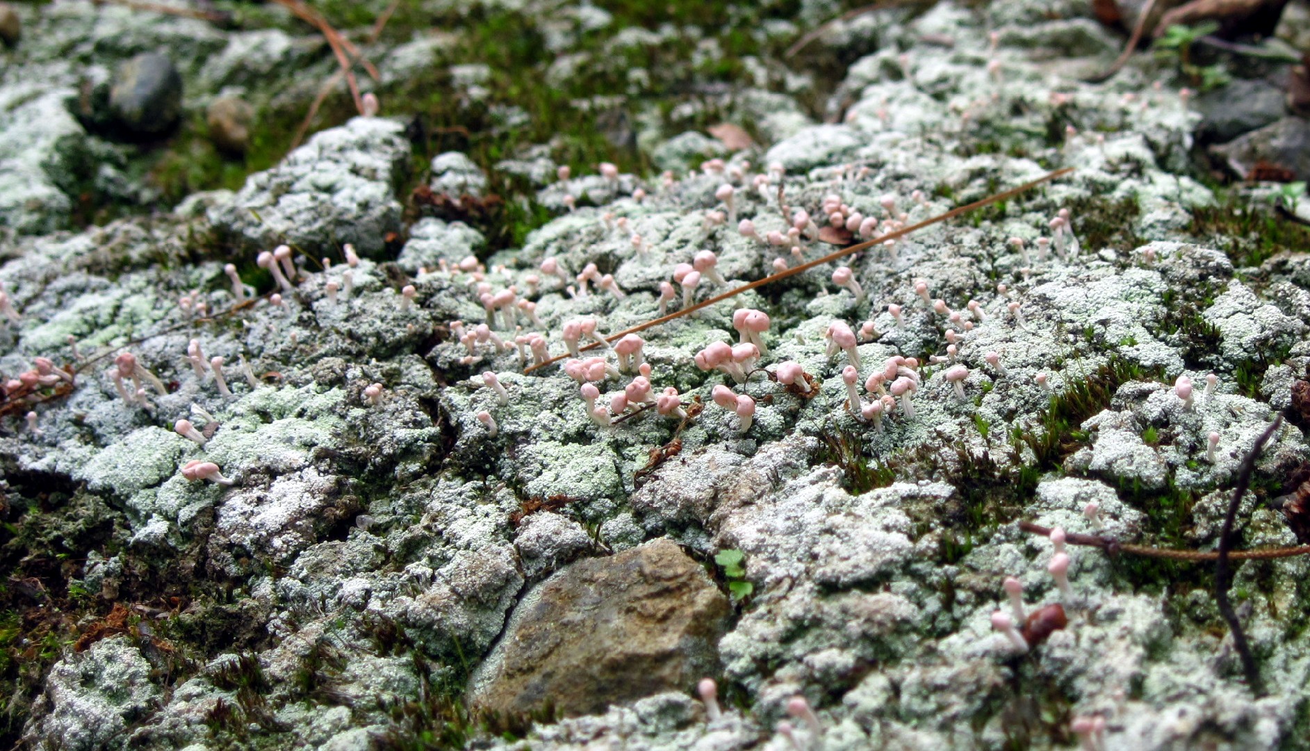 Pink earth lichen (Dibaeis baeomyces)