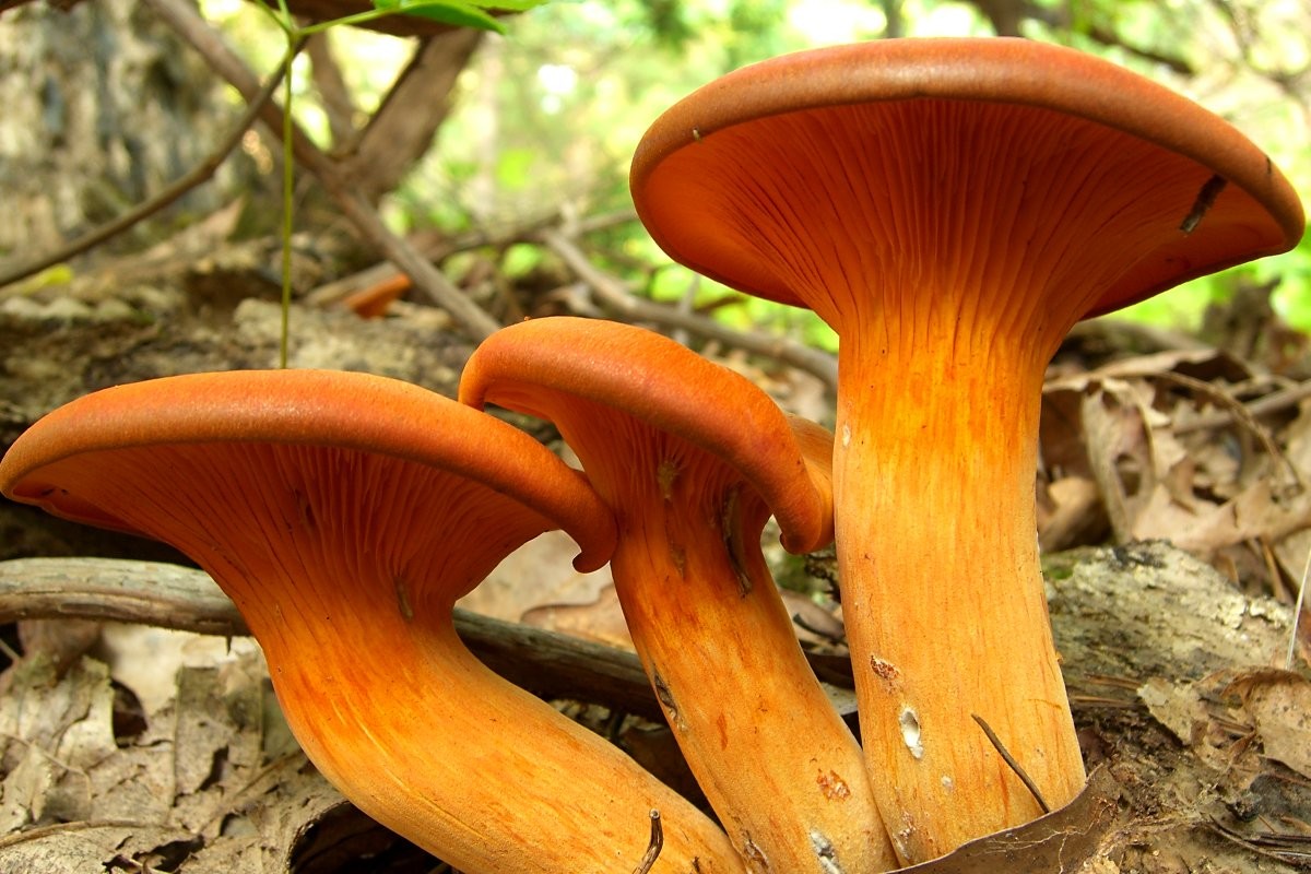 Jack-o'lantern mushroom (Omphalotus illudens)