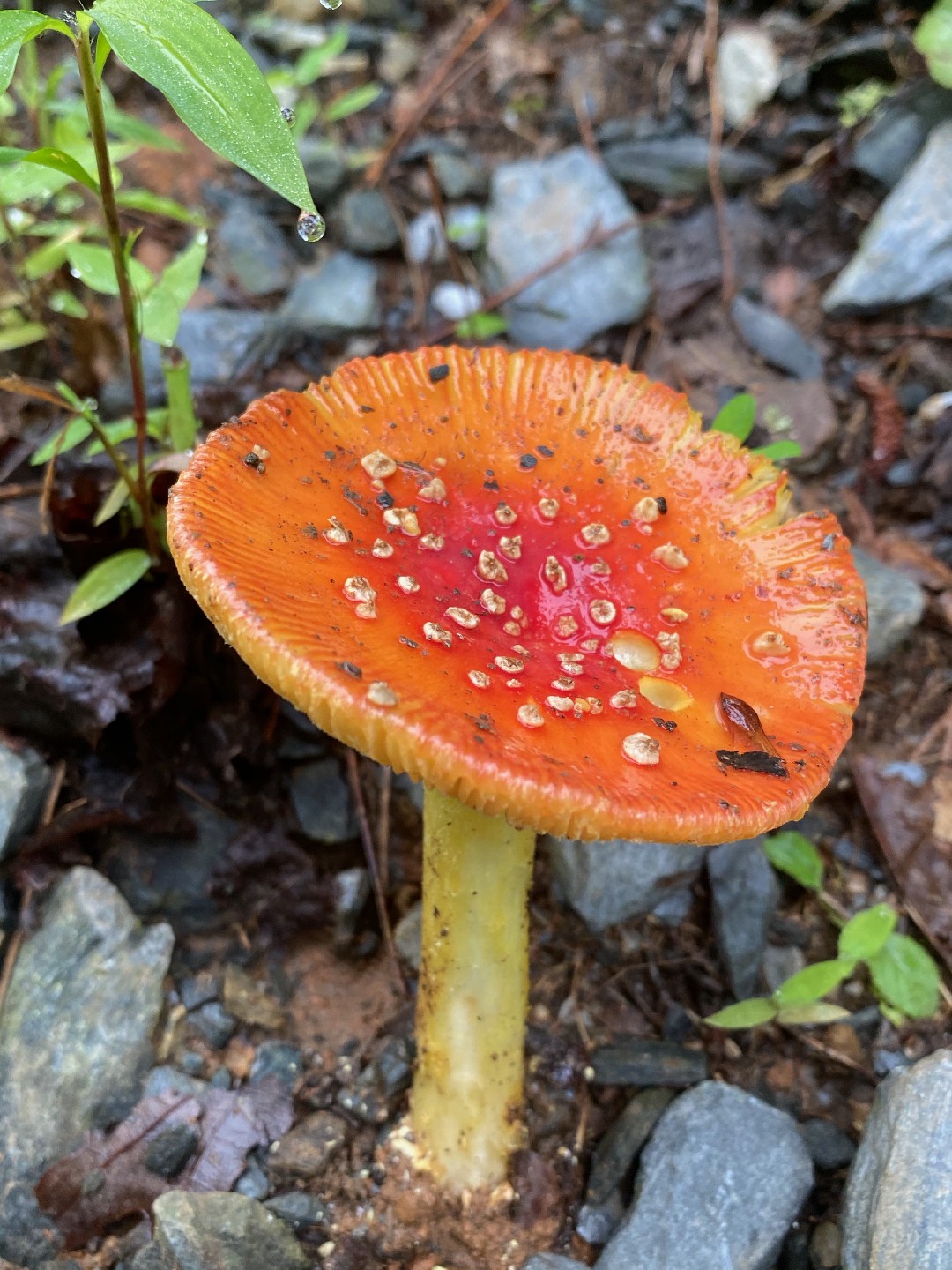 False Caesar's mushroom (Amanita parcivolvata)