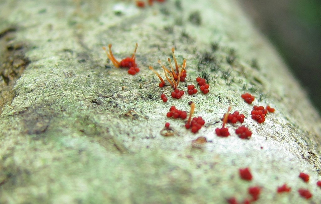 Nectria pseudotrichia