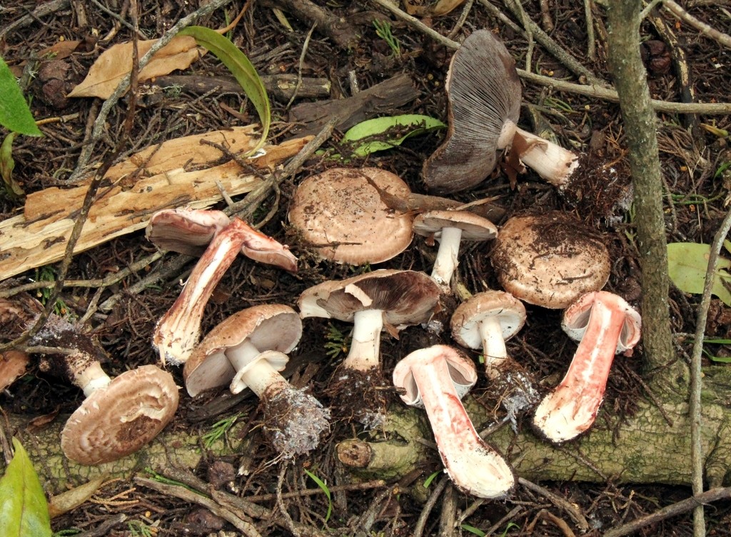 Agaricus fuscofibrillosus
