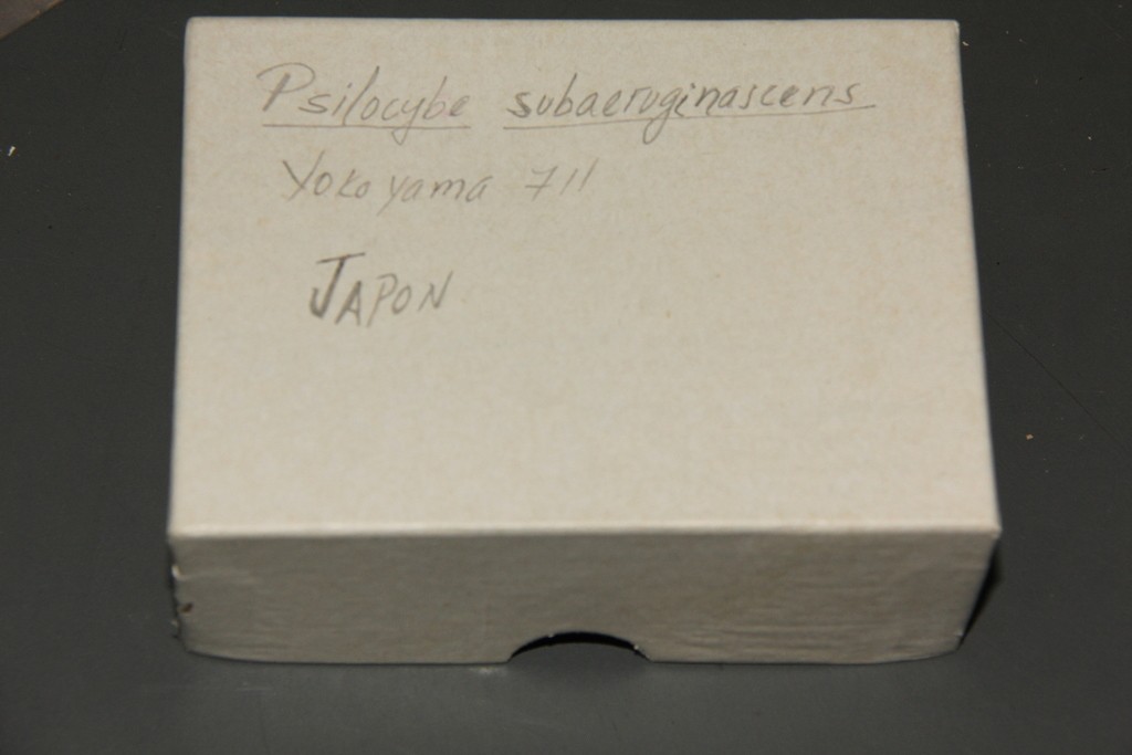 Psilocybe subaeruginascens