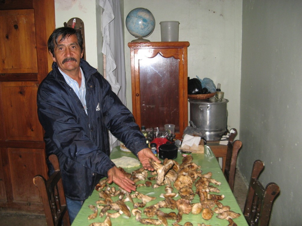 Tricholoma mesoamericanum