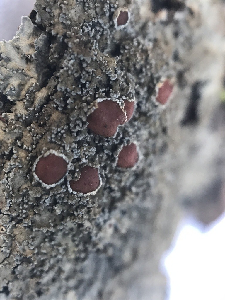 Matted lichen (Pannaria)