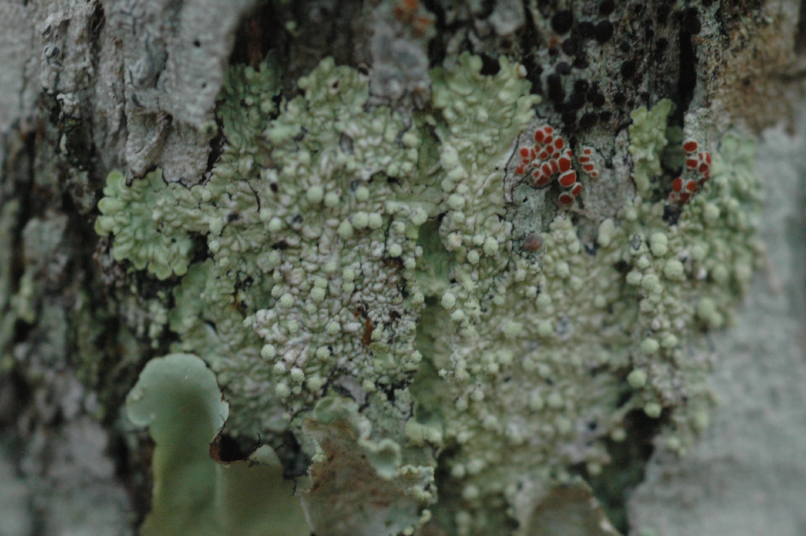 Dirinaria lichen