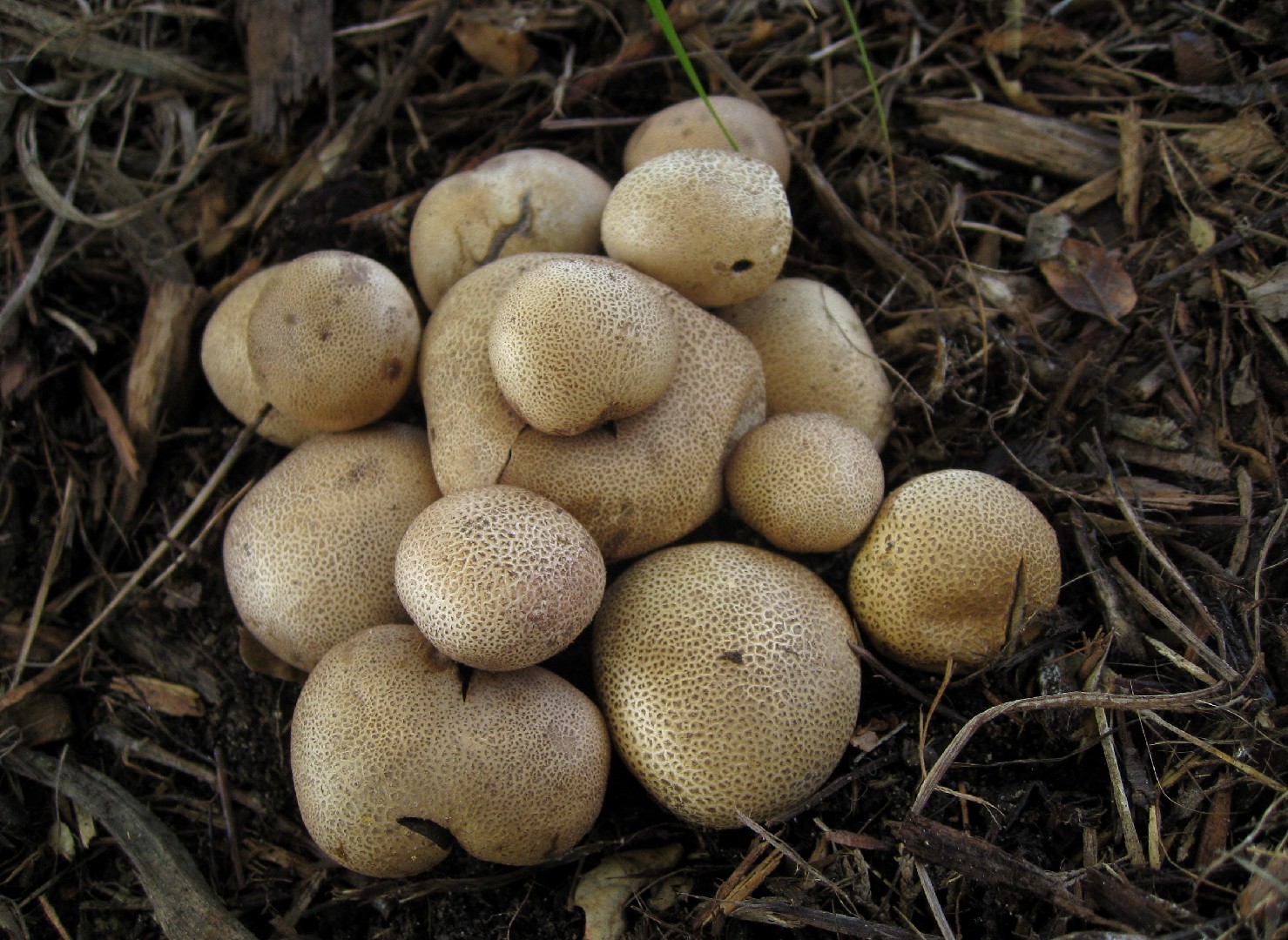 양파어리알버섯 (Scleroderma cepa)