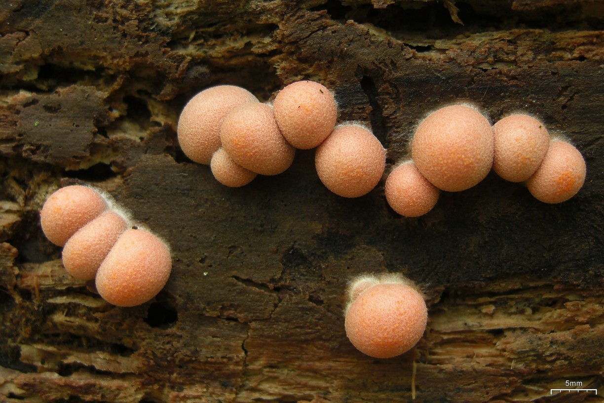 マメホコリ (Lycogala epidendrum)