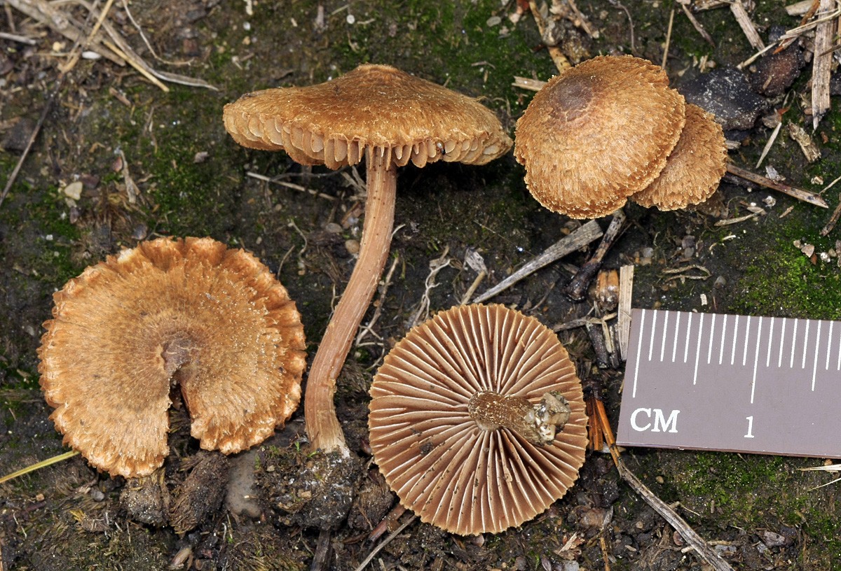 Inocybe calospora