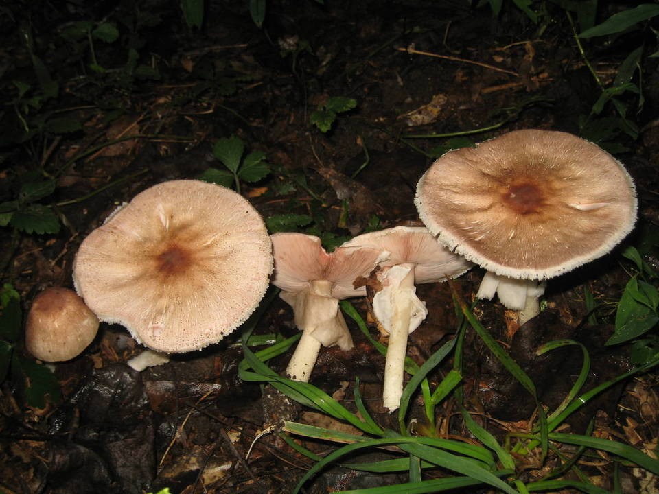 Inky mushroom (Agaricus placomyces)