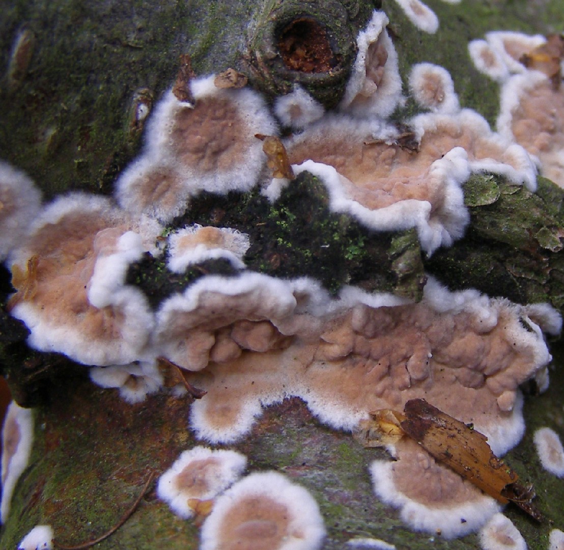 Blackwattle stump fungus (Cylindrobasidium)