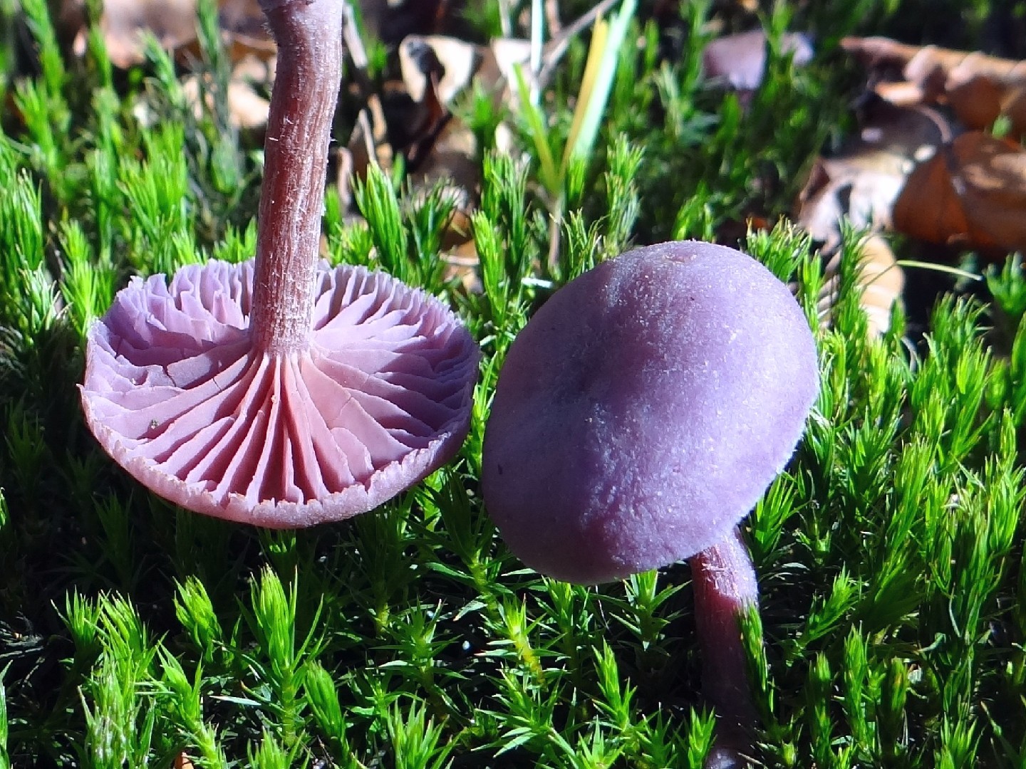 紫晶蠟蘑 (Laccaria amethystina)