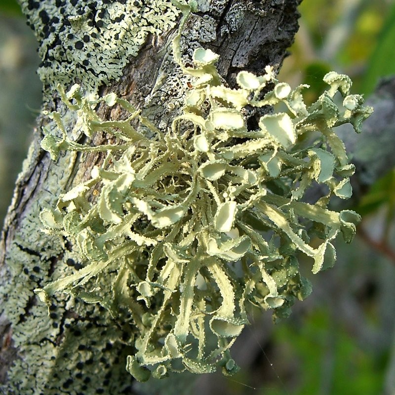 Cartilage lichen (Ramalina complanata)