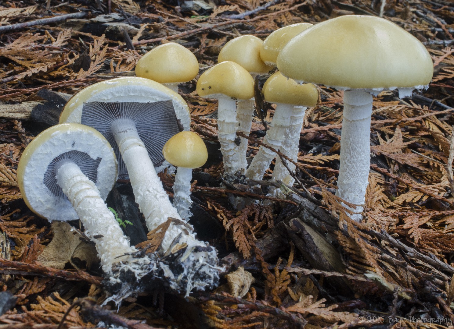 Questionable stropharia (Stropharia ambigua)