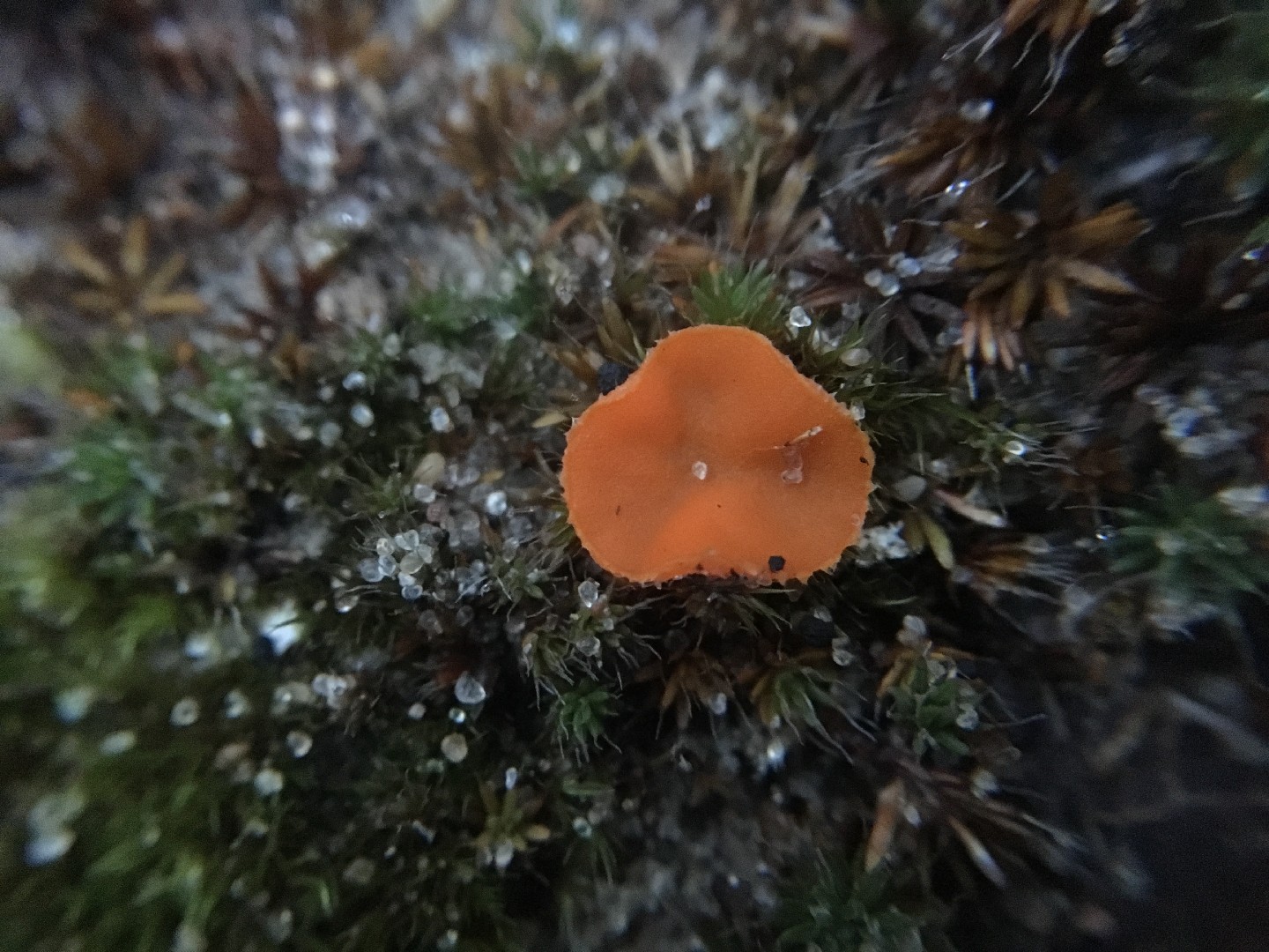 Neottiella (Neottiella)