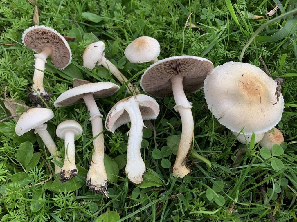 Ornamented mushroom (Agaricus comtulus)