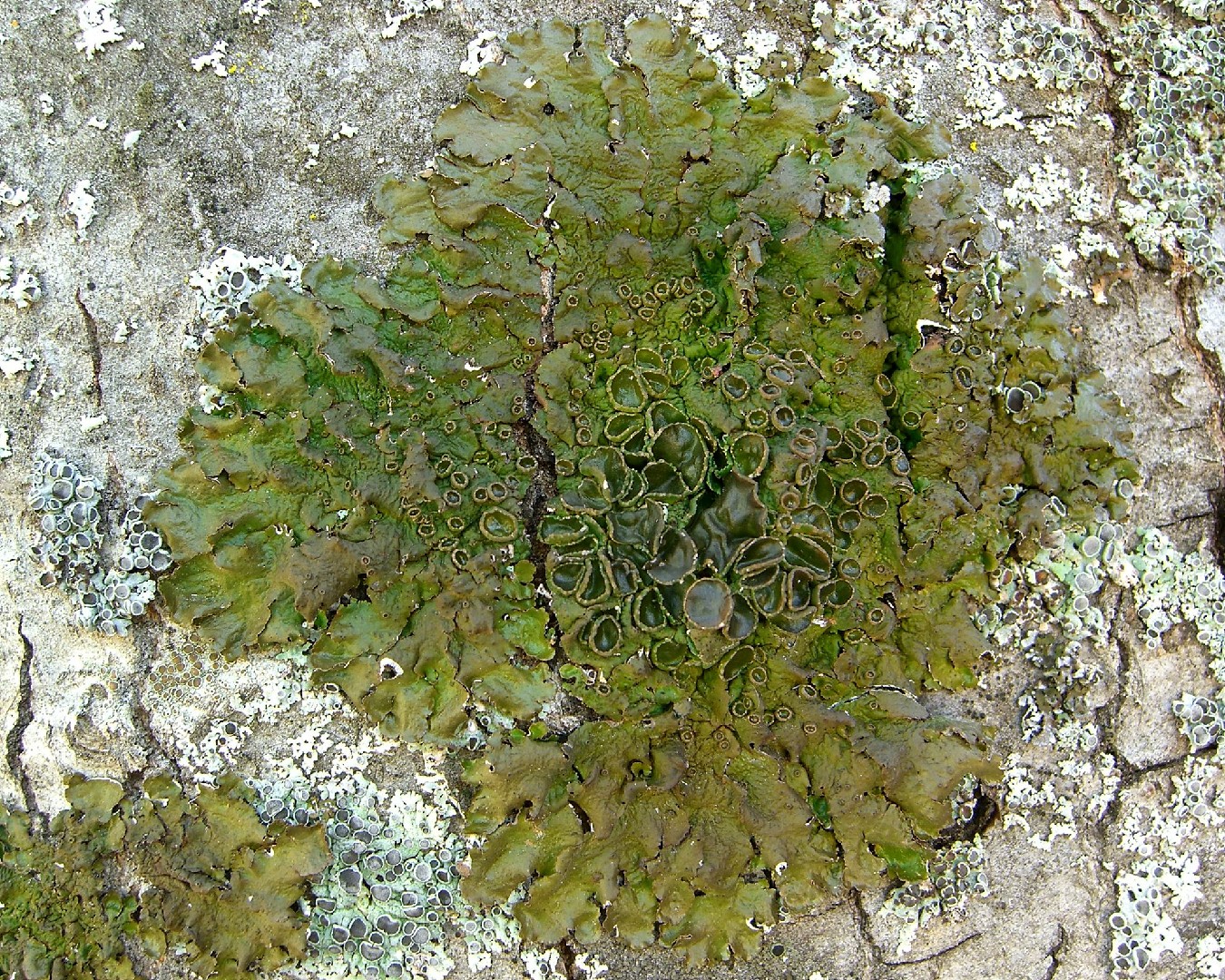 California camouflage lichen