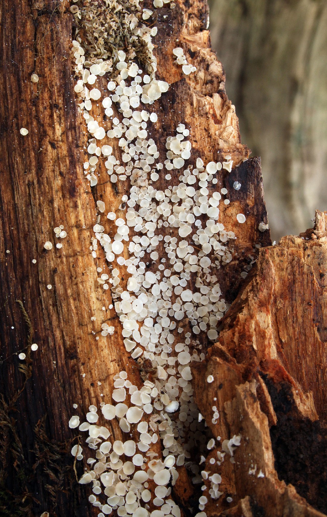 Dasyscyphella (Dasyscyphella)