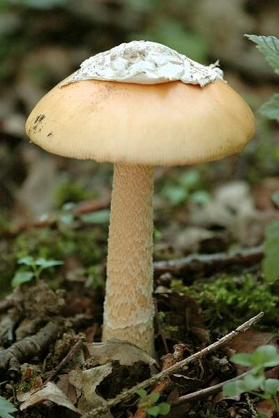 East asian death cap (Amanita subjunquillea)