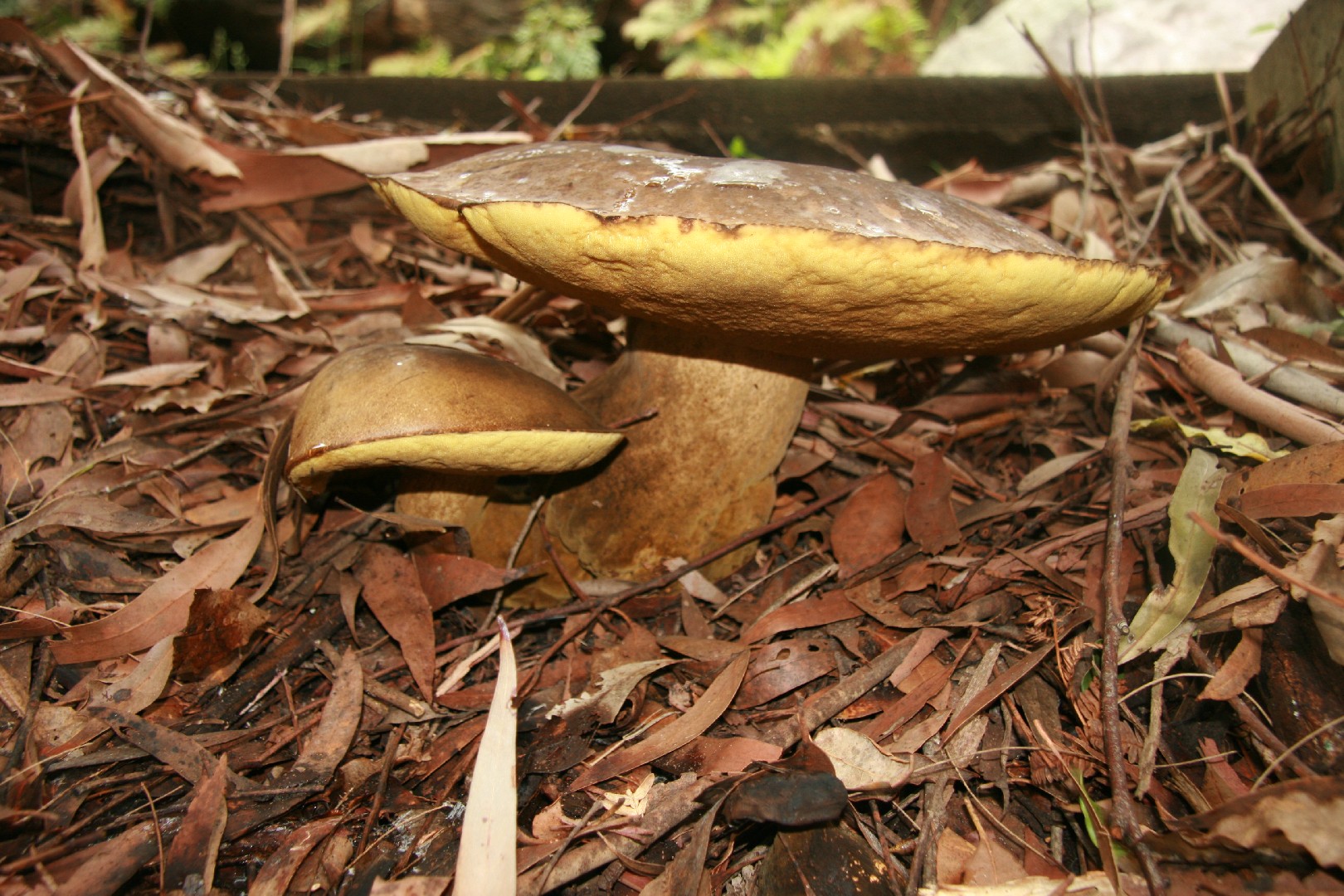 Phlebopus (Phlebopus)